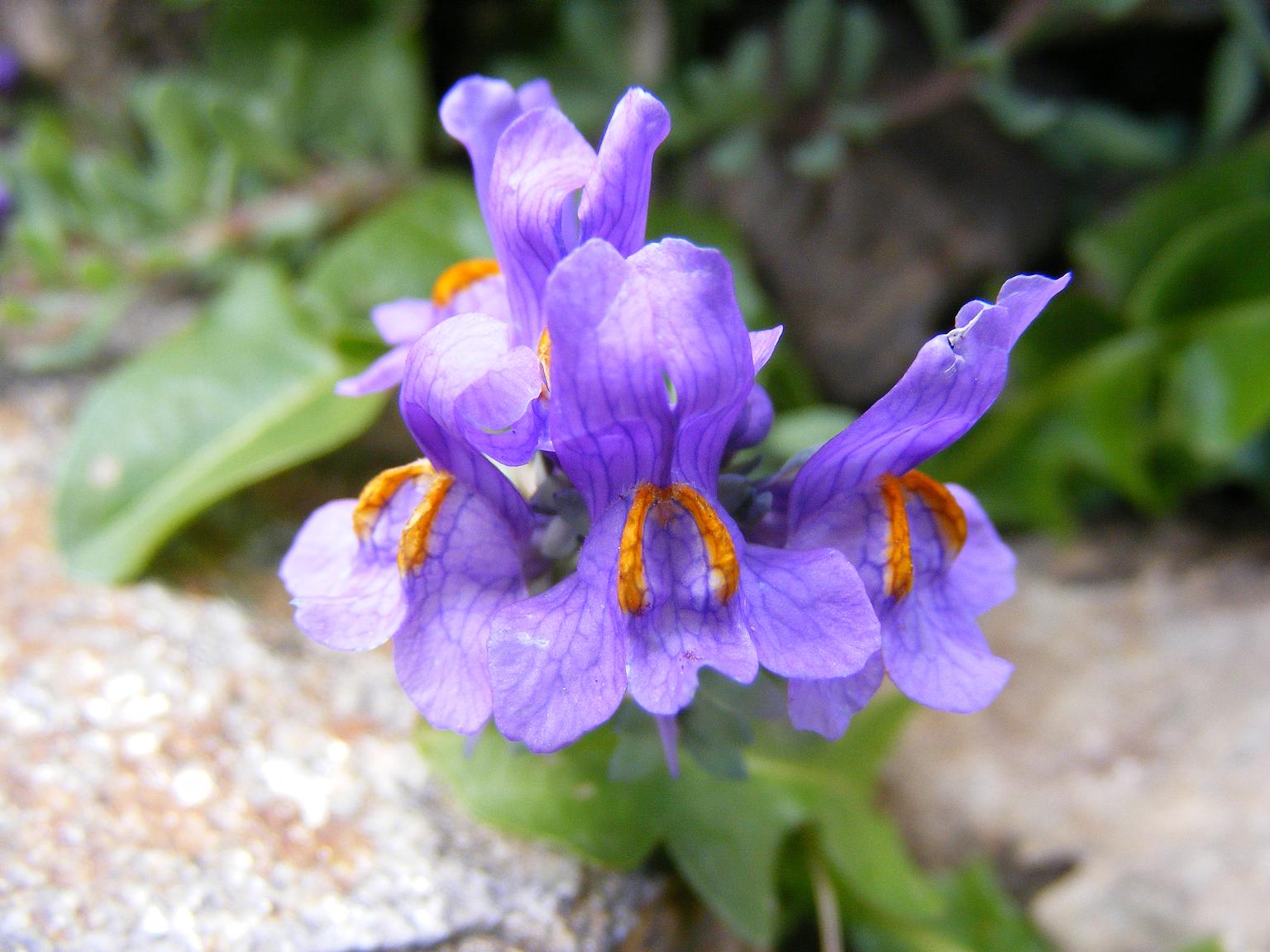 Sentieri ferrati, sentieri fioriti: i fiori dell''Albiolo